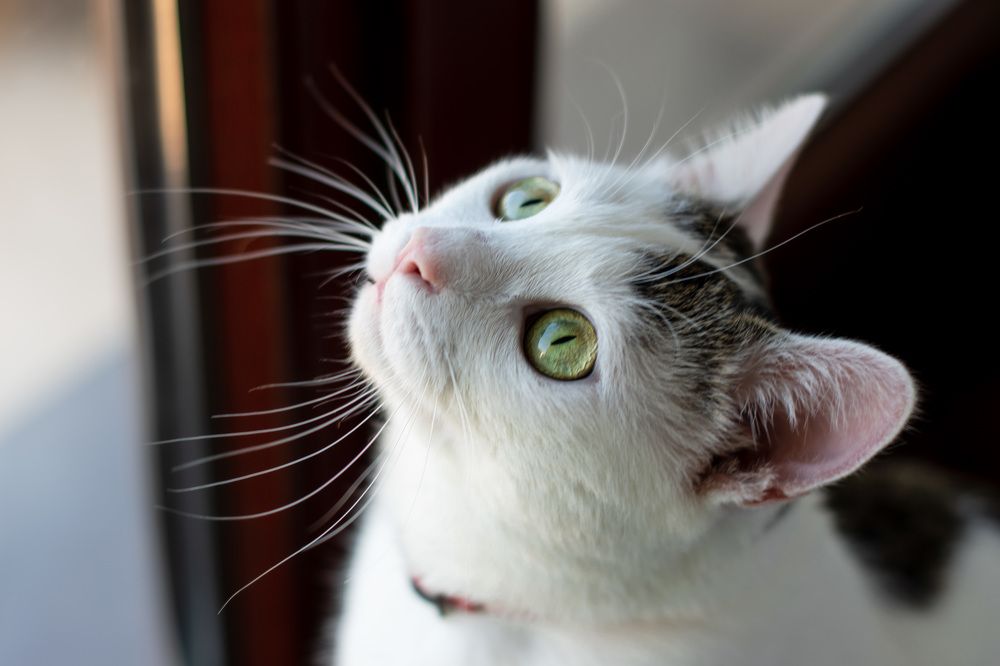 Photograph by Irina Ricova