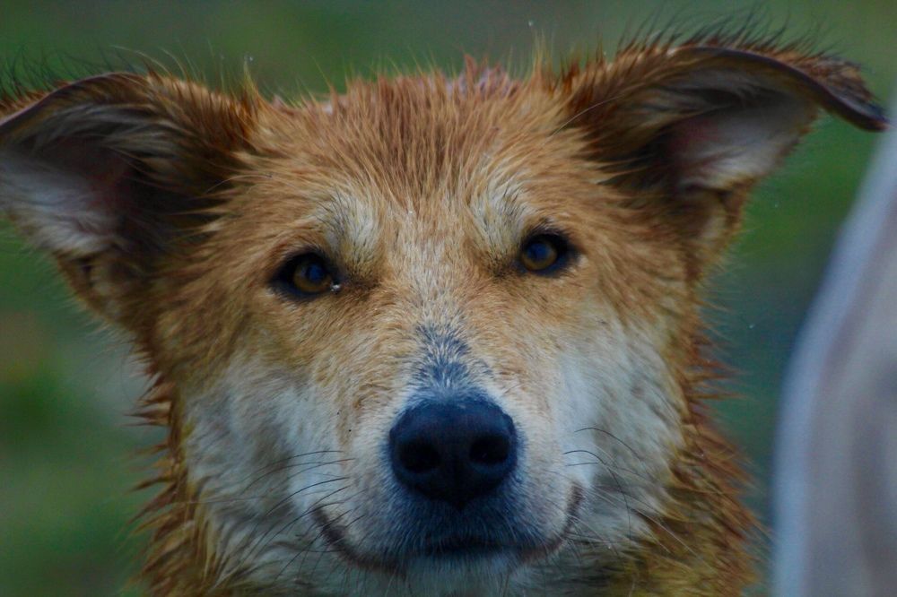 Фотография автора Elyas Iranmanesh