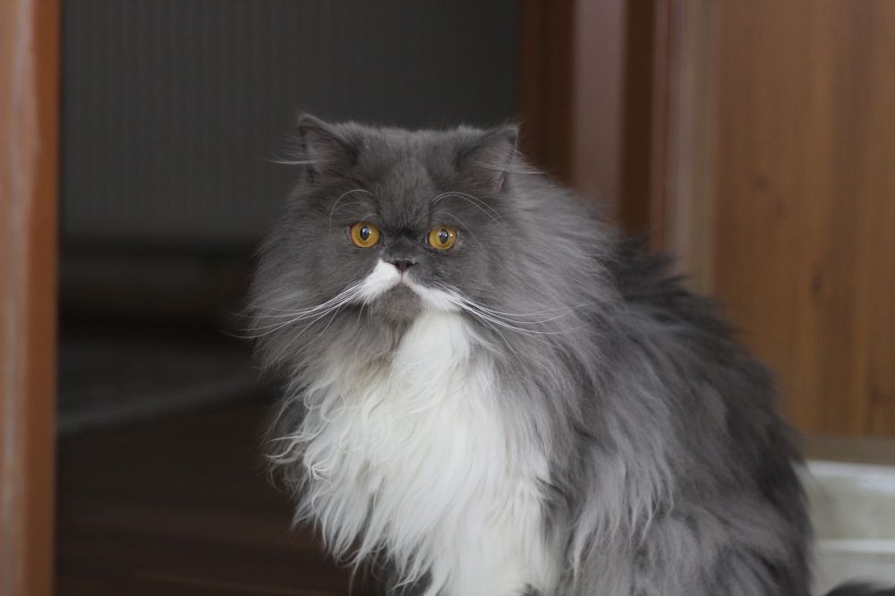 Фотография автора Elyas Iranmanesh