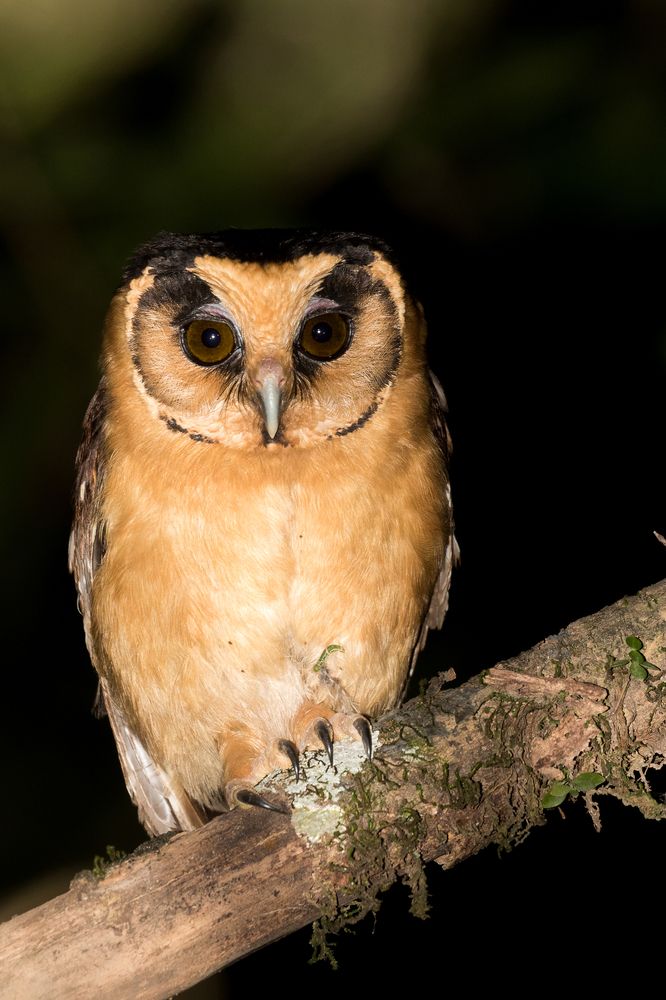 Photograph by Carlos Strelkov