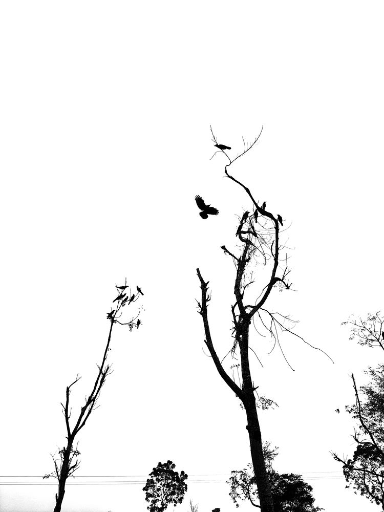 परिंदा हूँ सहरा में जिंदा हूँ