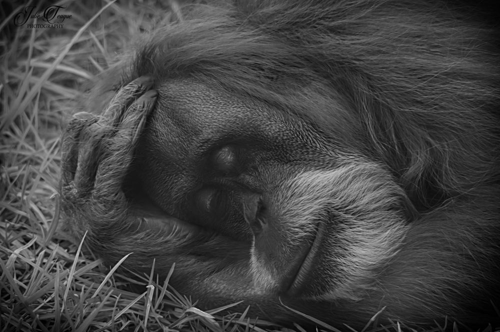 Photograph by Julie Teague