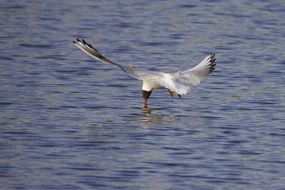 Photograph by Игорь Стретьячук