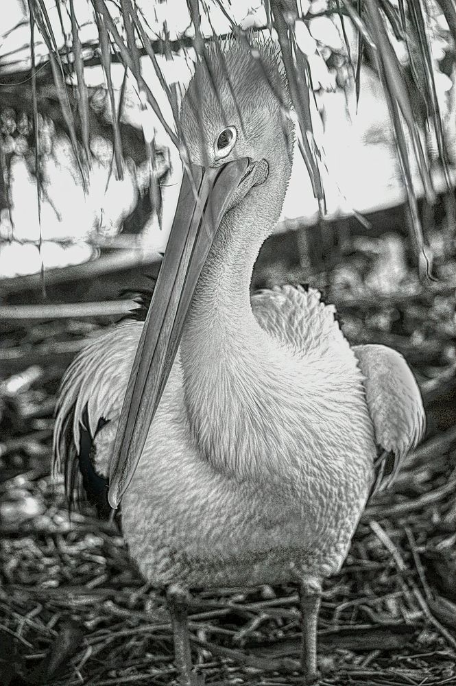 Photograph by Julie Teague