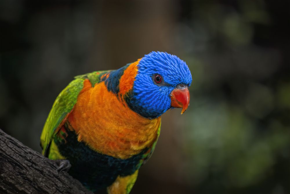 Photograph by Julie Teague