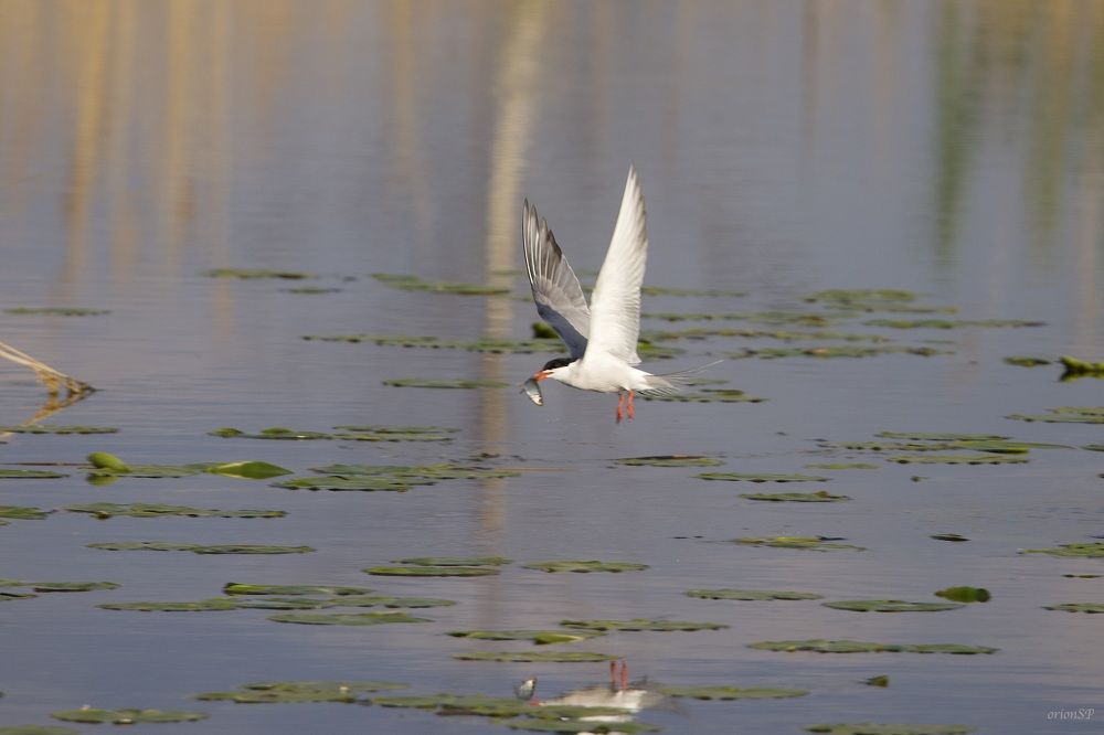 Photograph by Игорь Стретьячук