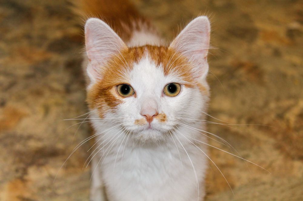 Photograph by Алексей Чеботарев