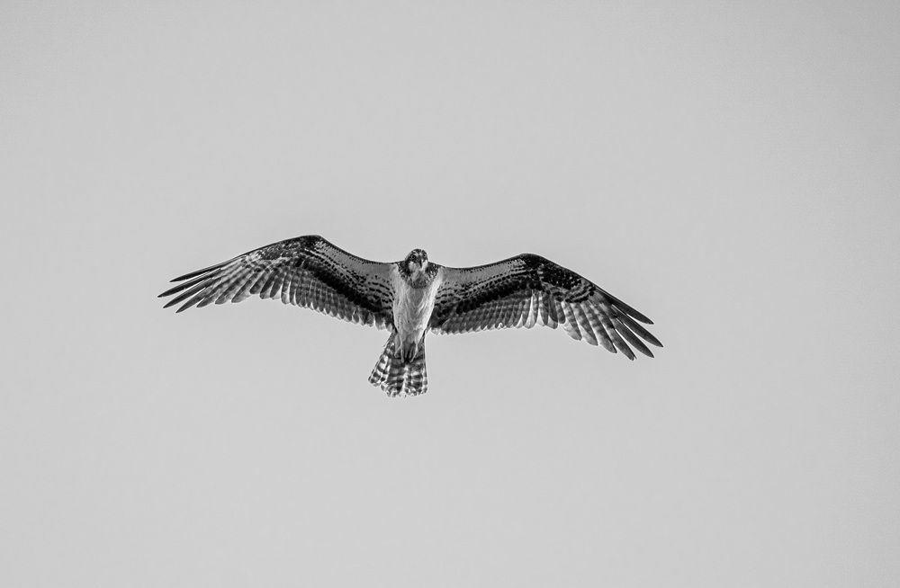 Osprey