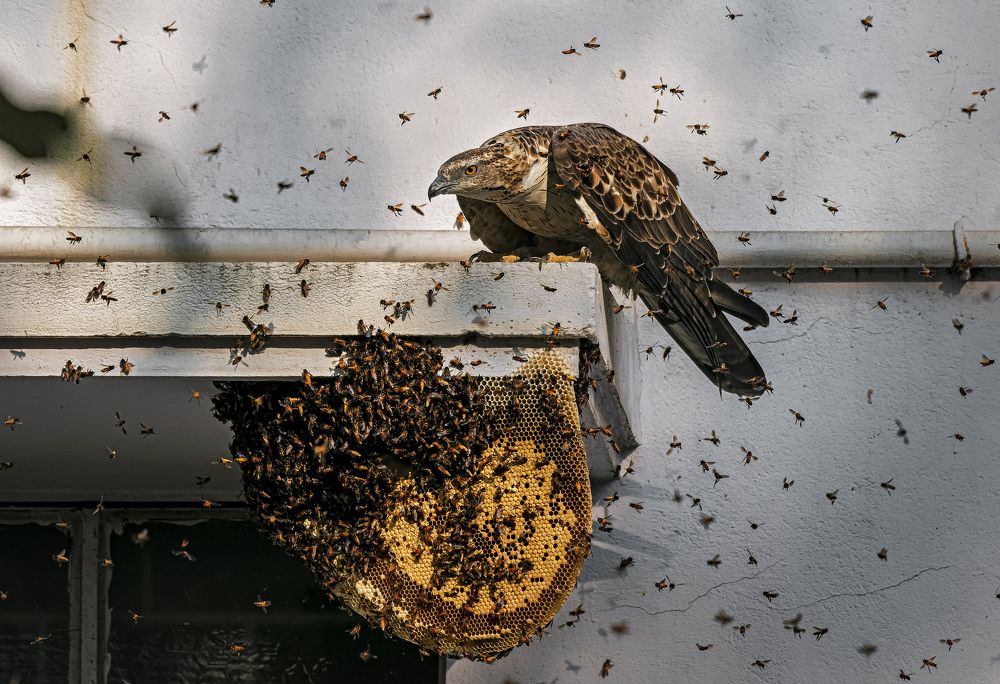 Фотография автора Rahul Chakraborty