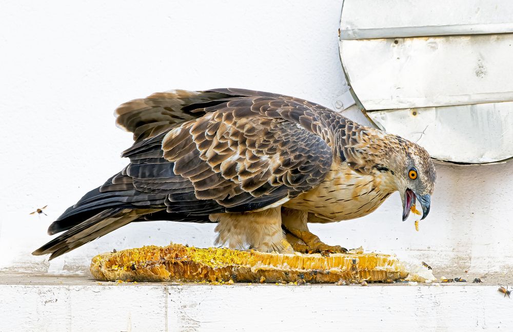 Фотография автора Rahul Chakraborty