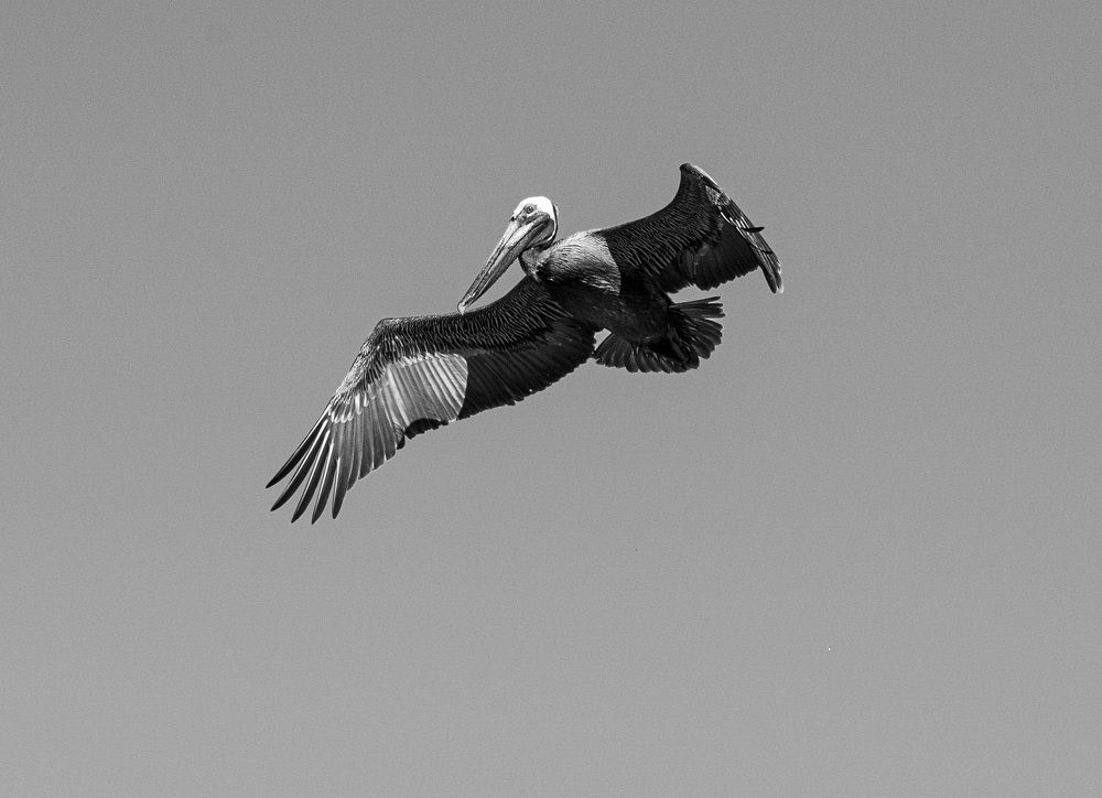 Photograph by Thomas Dunston