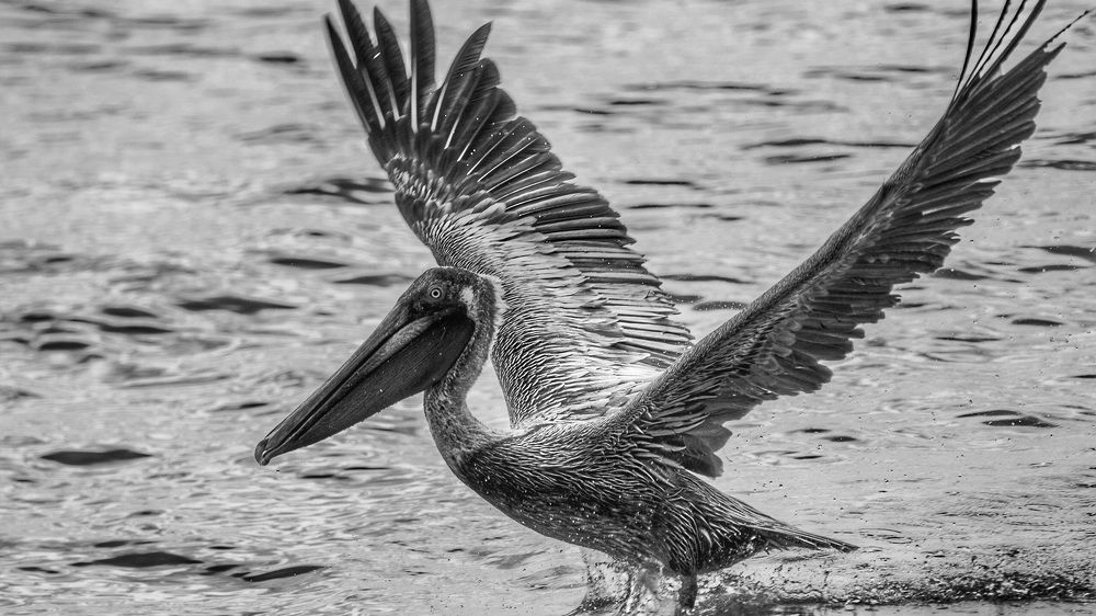 Photograph by Thomas Dunston