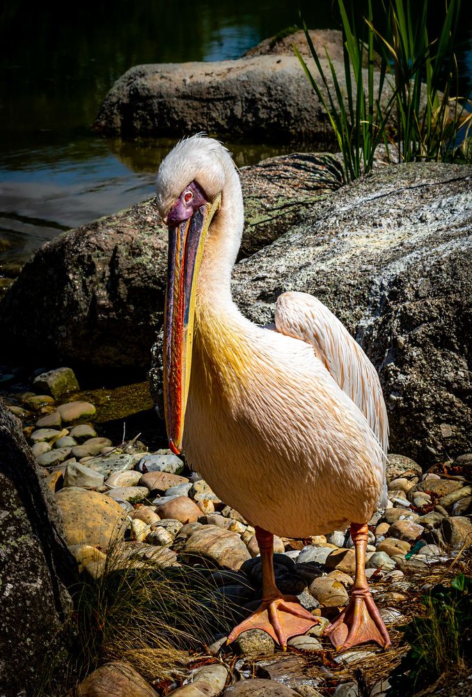 Pelican