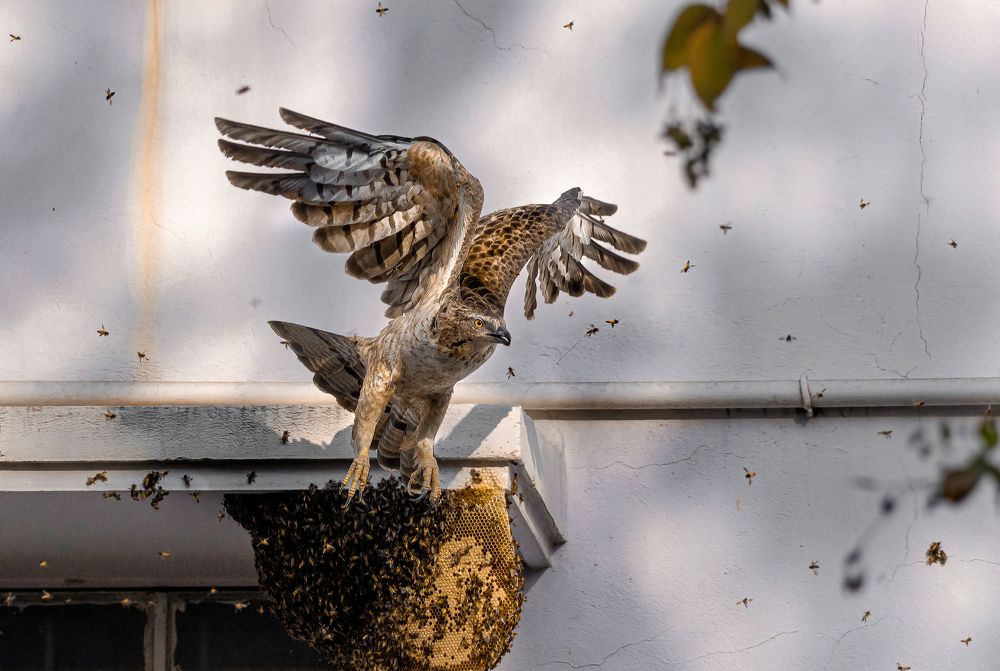 Фотография автора Rahul Chakraborty