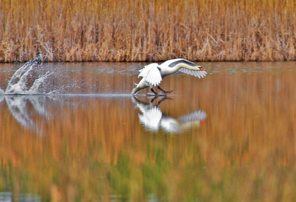 Лебедь-шипун. Приводнился.