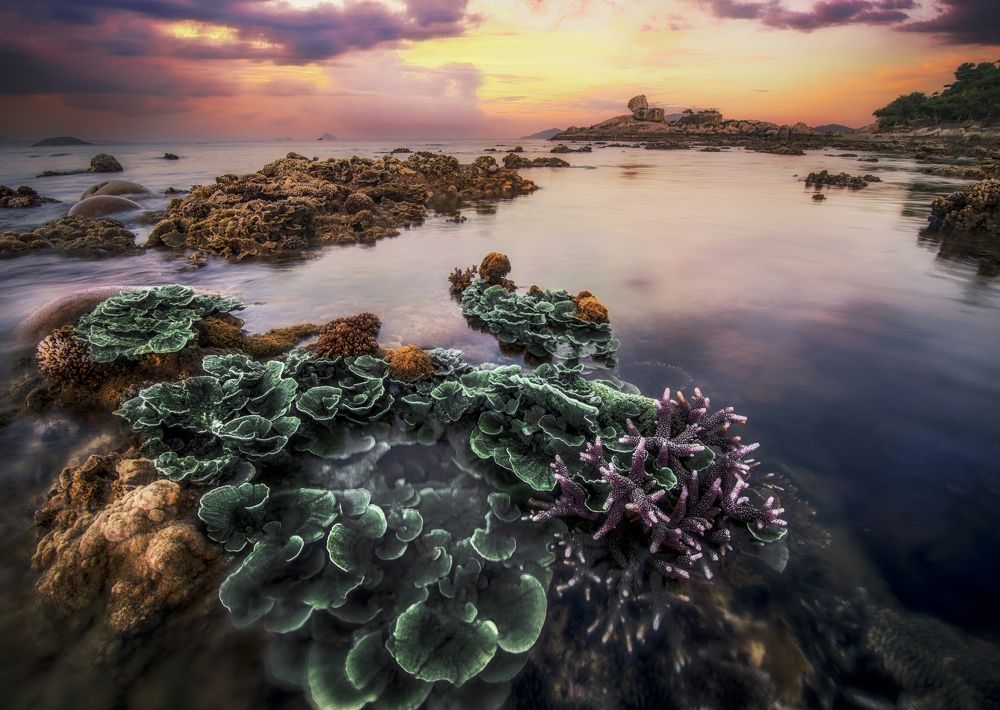 Photograph by Tran Khoa