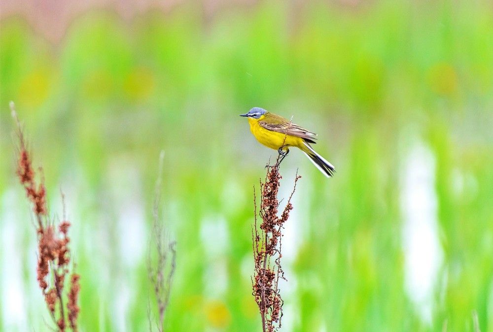 Желтая трясогузка