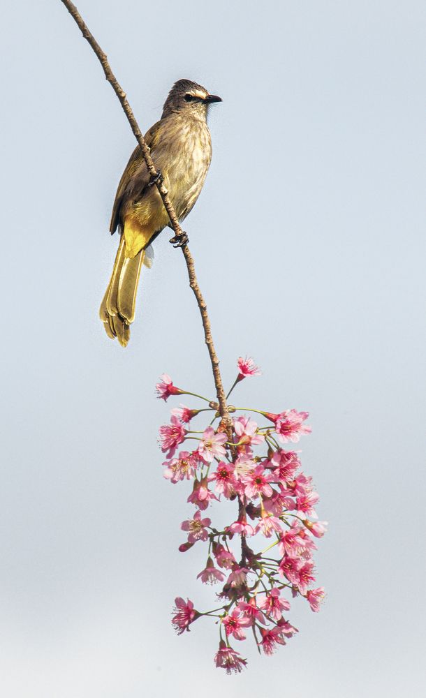 Photograph by Tran Khoa