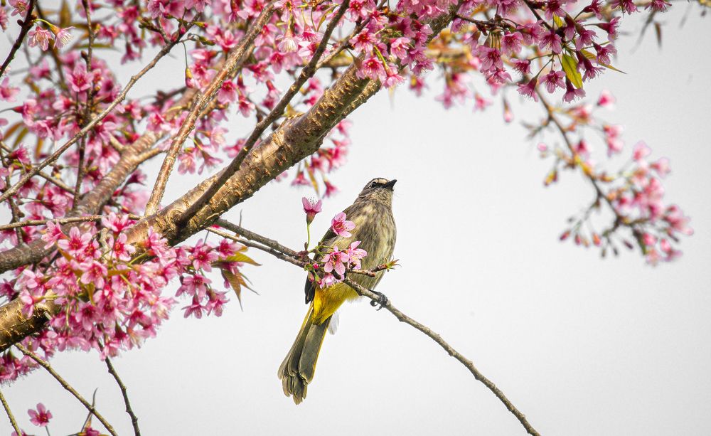 Photograph by Tran Khoa