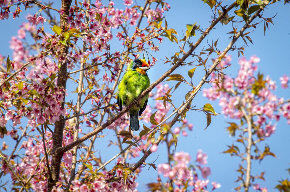 Photograph by Tran Khoa