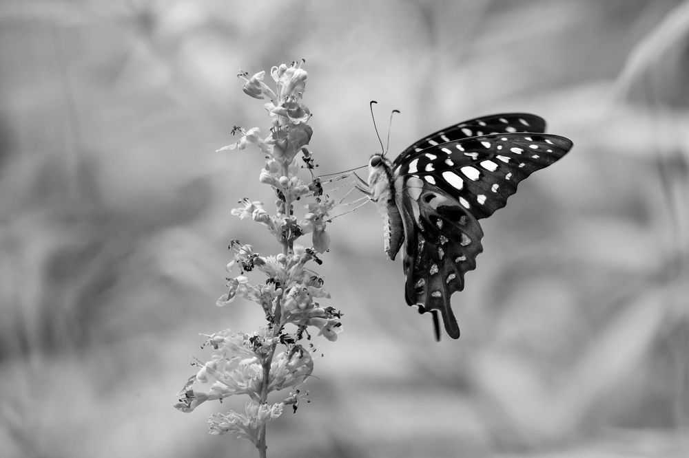 Photograph by Chan Benny