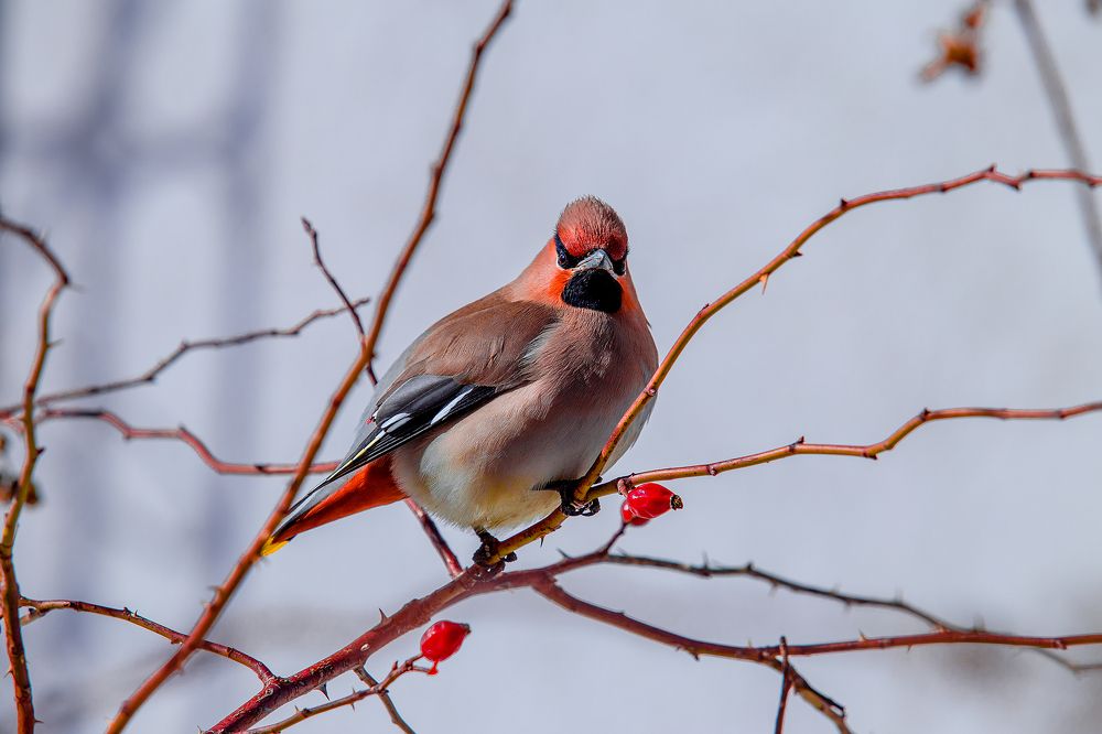 Свиристель.