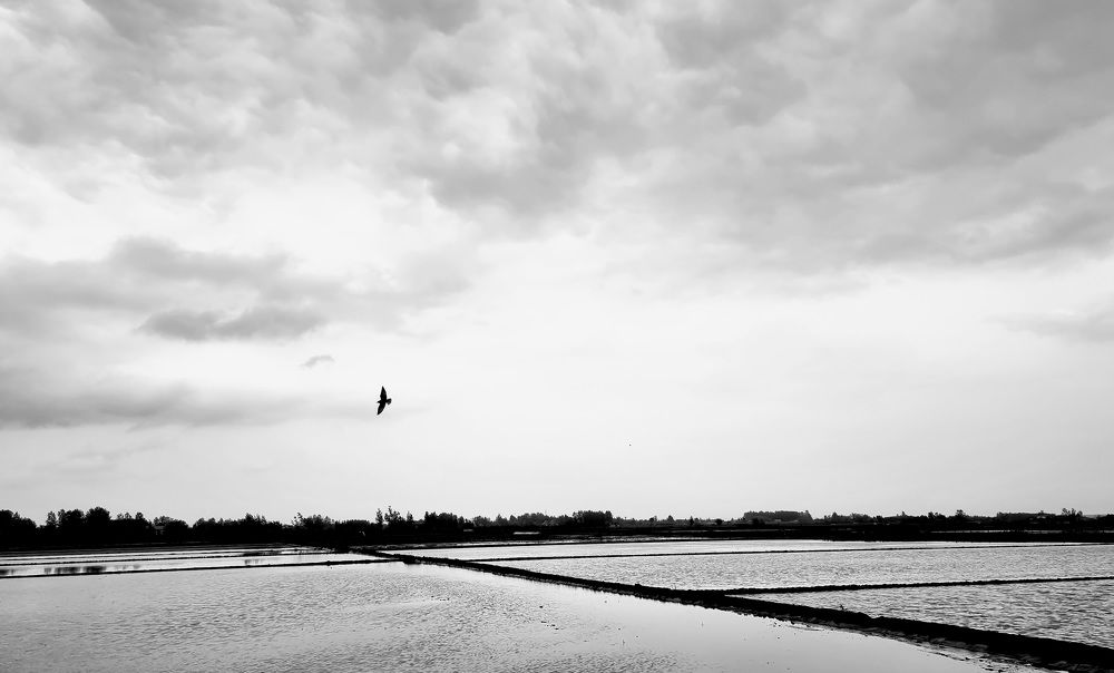 Photograph by Sam Esfahani