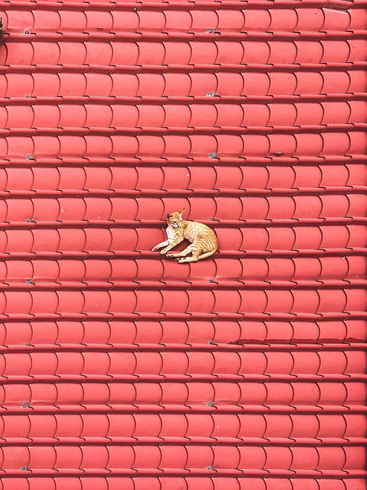 Photograph by Dilip Hm