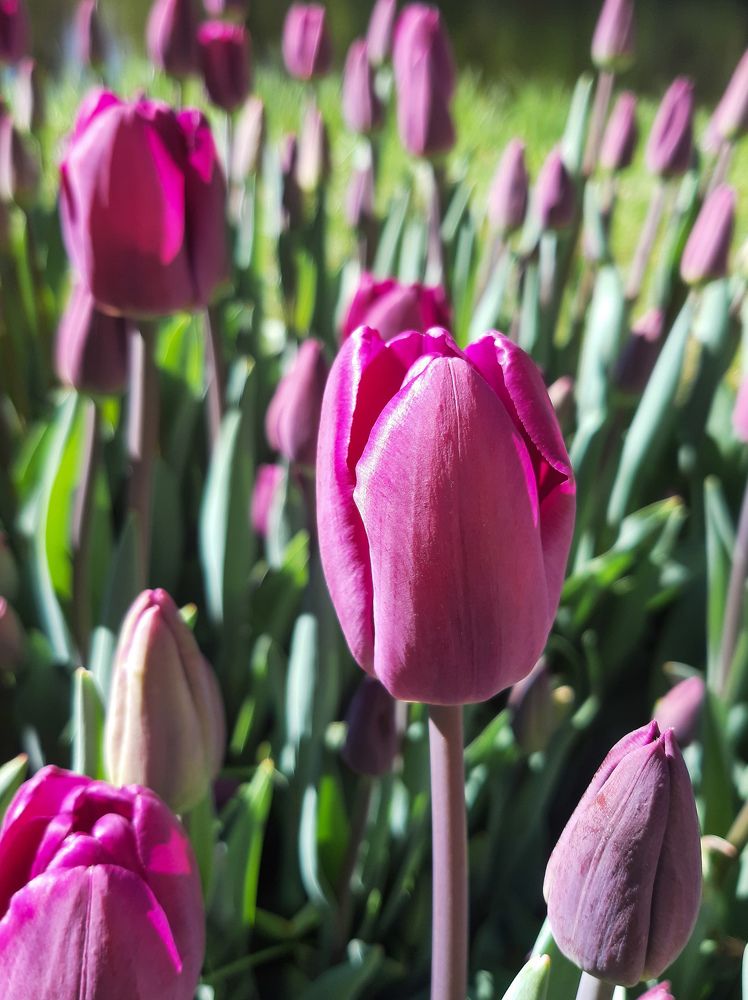 Фотография автора Светлана Дунаева