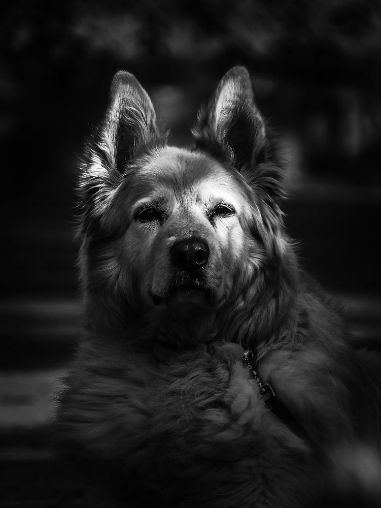 Photograph by Георгий Акопджанов