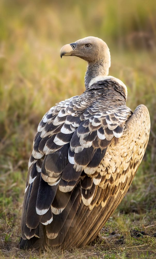 Photograph by  Sajeevkumar