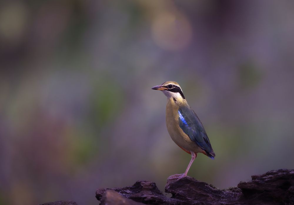 Photograph by  Sajeevkumar