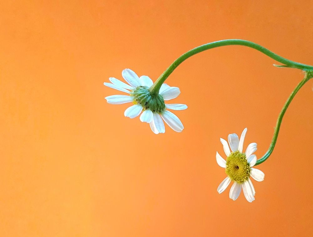 Photograph by NGUYỄN LIÊN