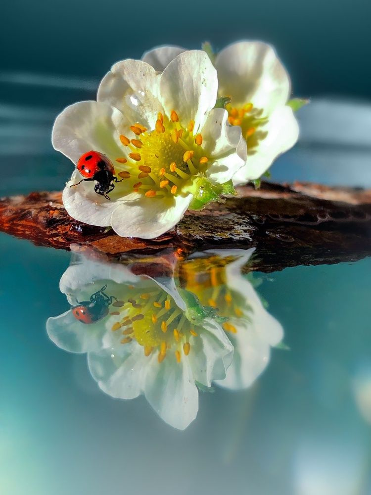 Photograph by Ольга Дубинкина