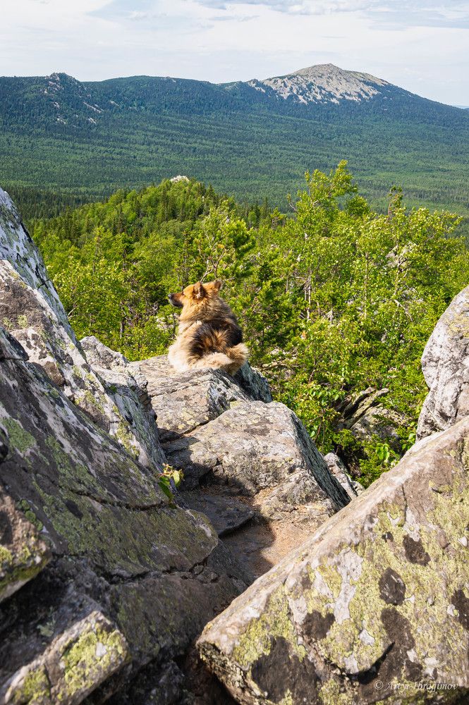 Хвостатый турист