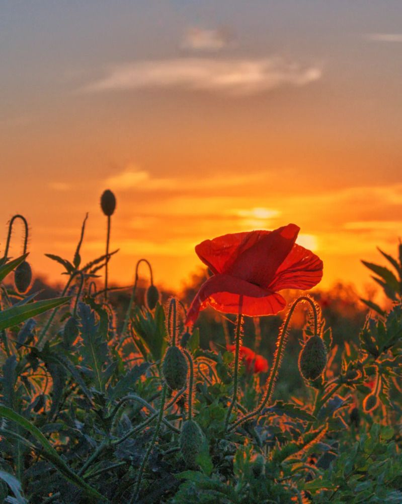 Фотография автора Татьяна Долгушева