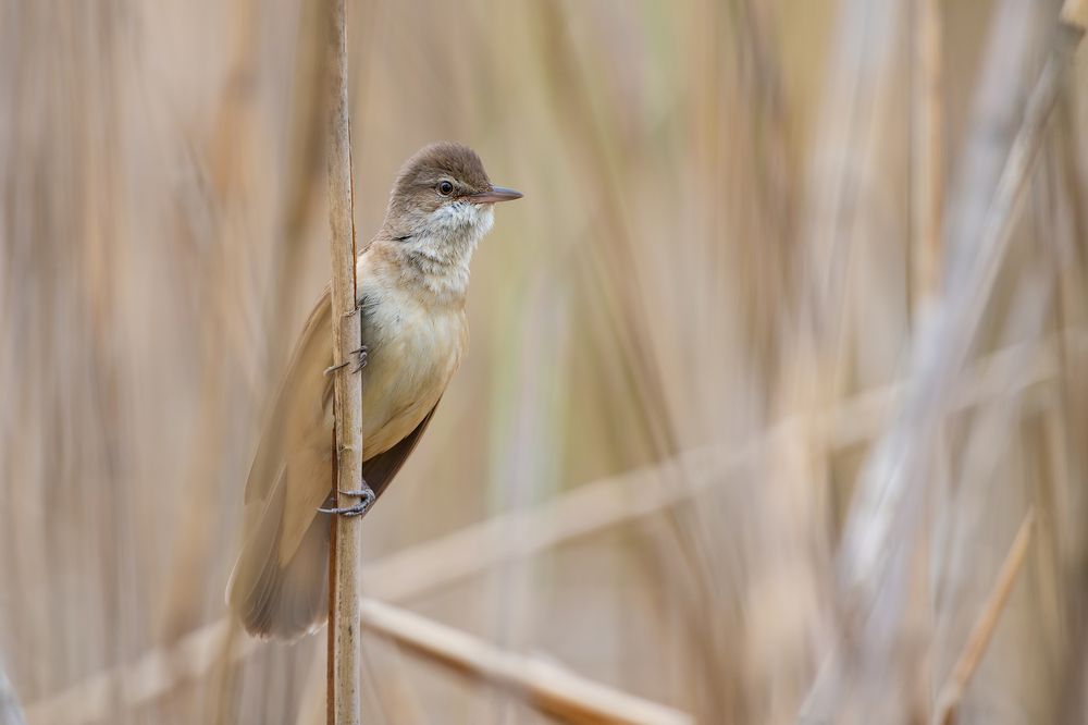 Photograph by Gatis Vilbrants