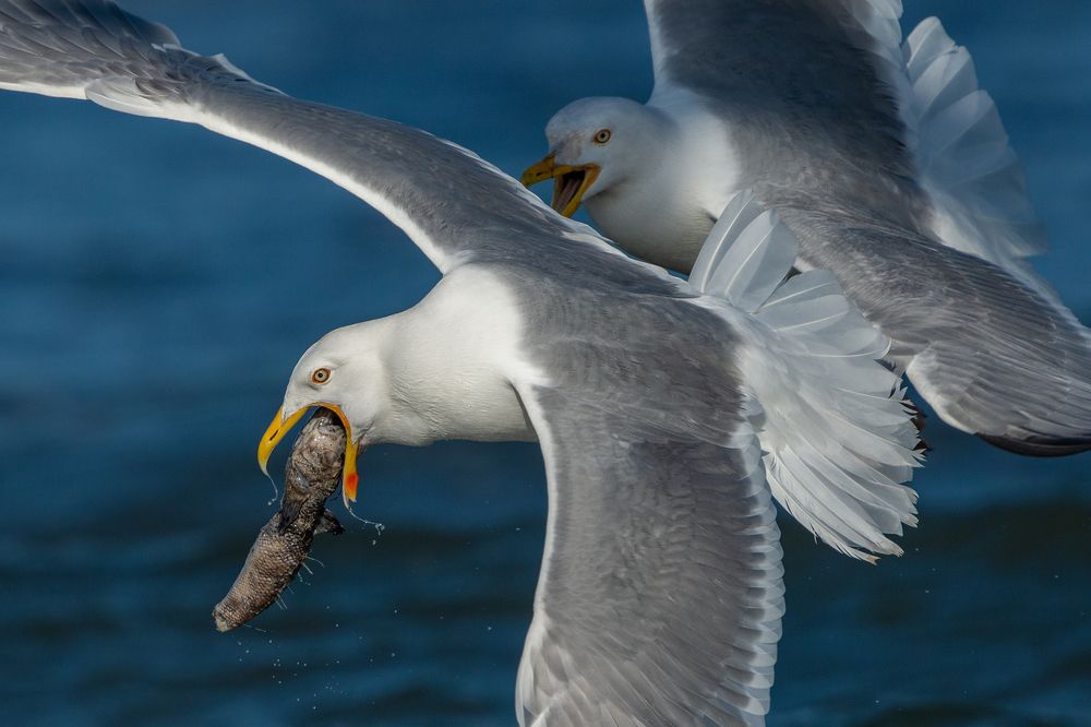 Photograph by Gatis Vilbrants