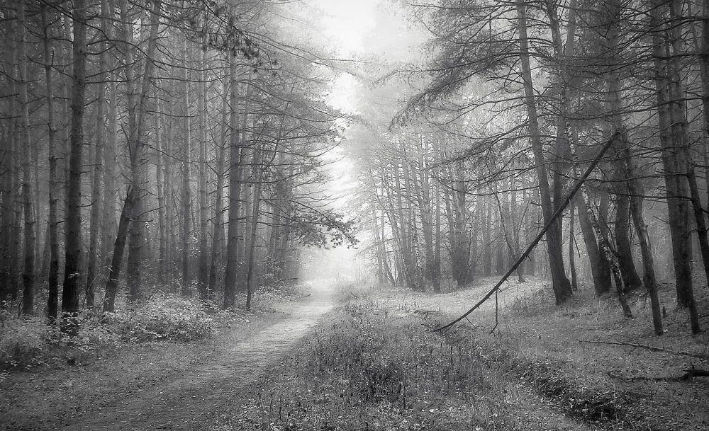 Осеннее утро в сосновом бору