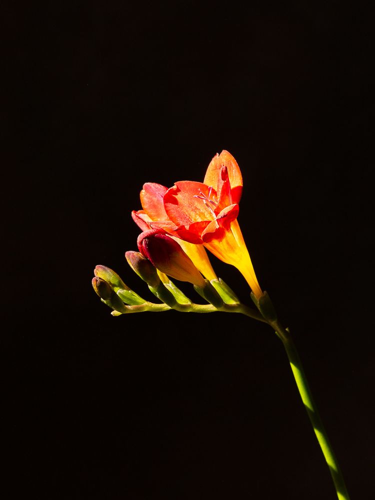 Photograph by Natalia Levenih