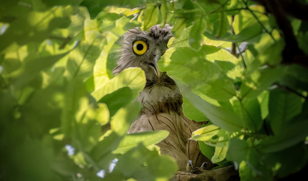 Smiling face of Brown Fish Owl