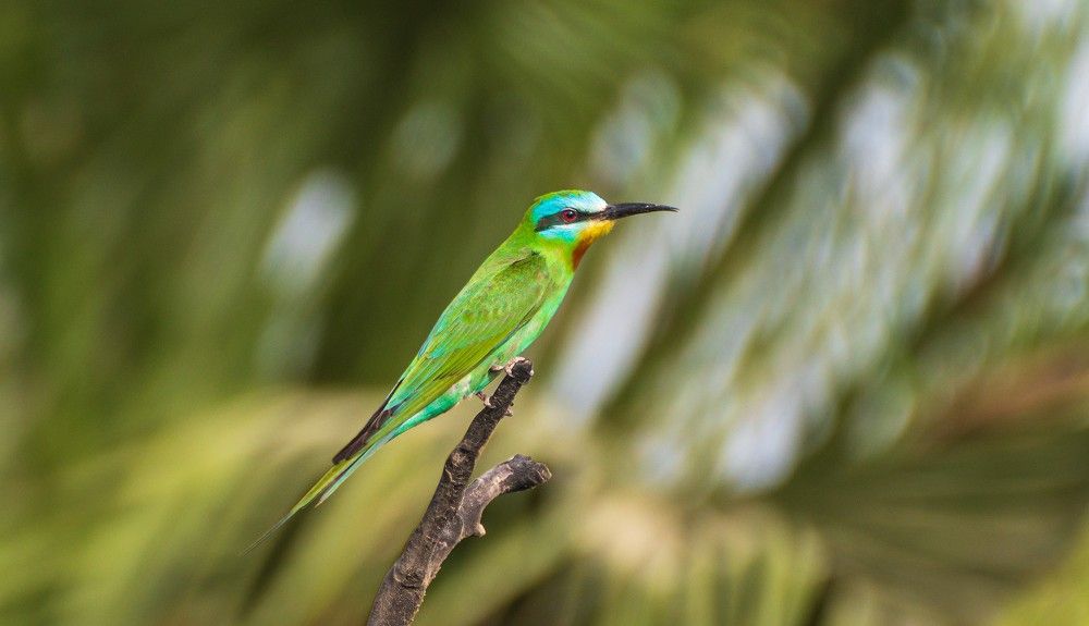 Bee Eater