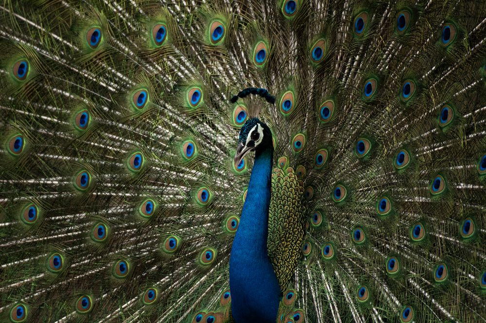 Indian peafowl