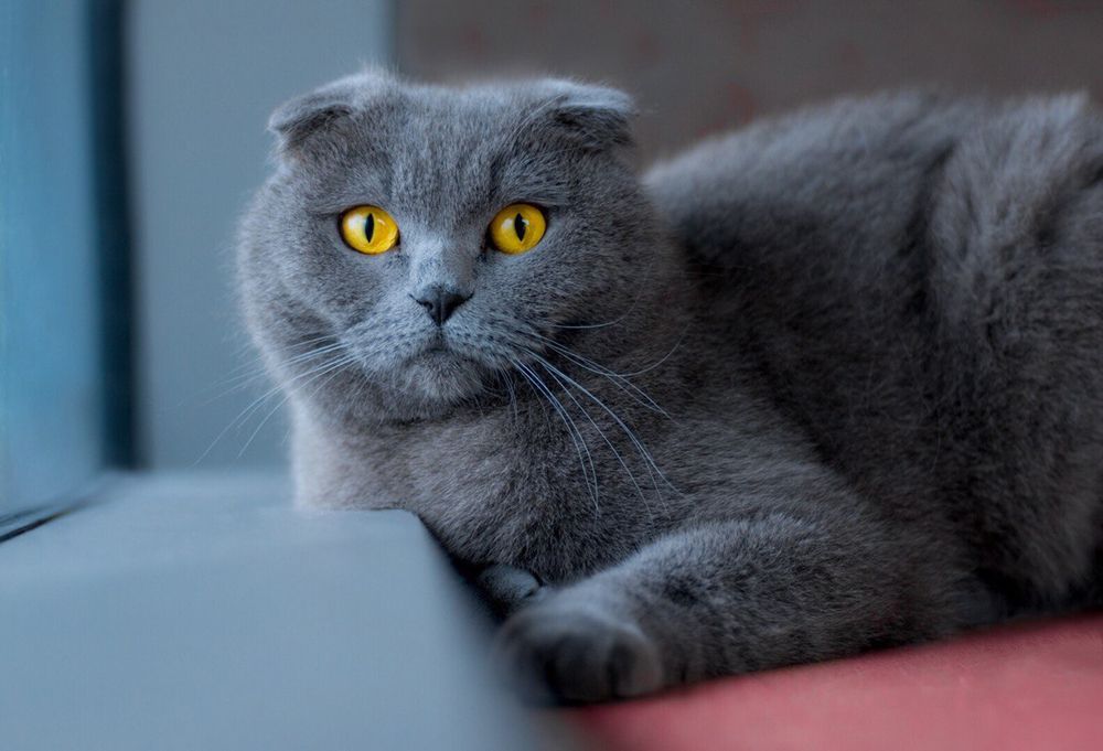 Photograph by Светлана Вайльхен