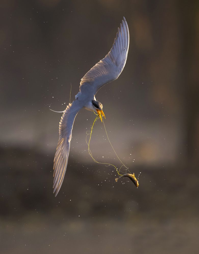 Photograph by Tahir Abbas Awan