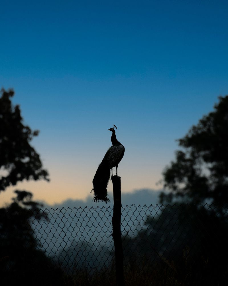 Photograph by Ankit Bansod