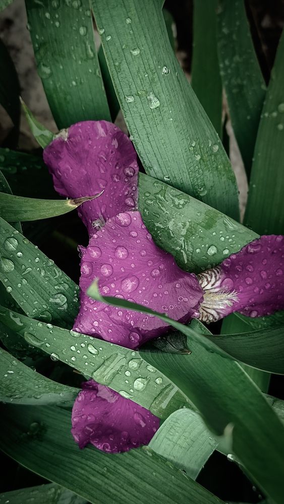 После дождя