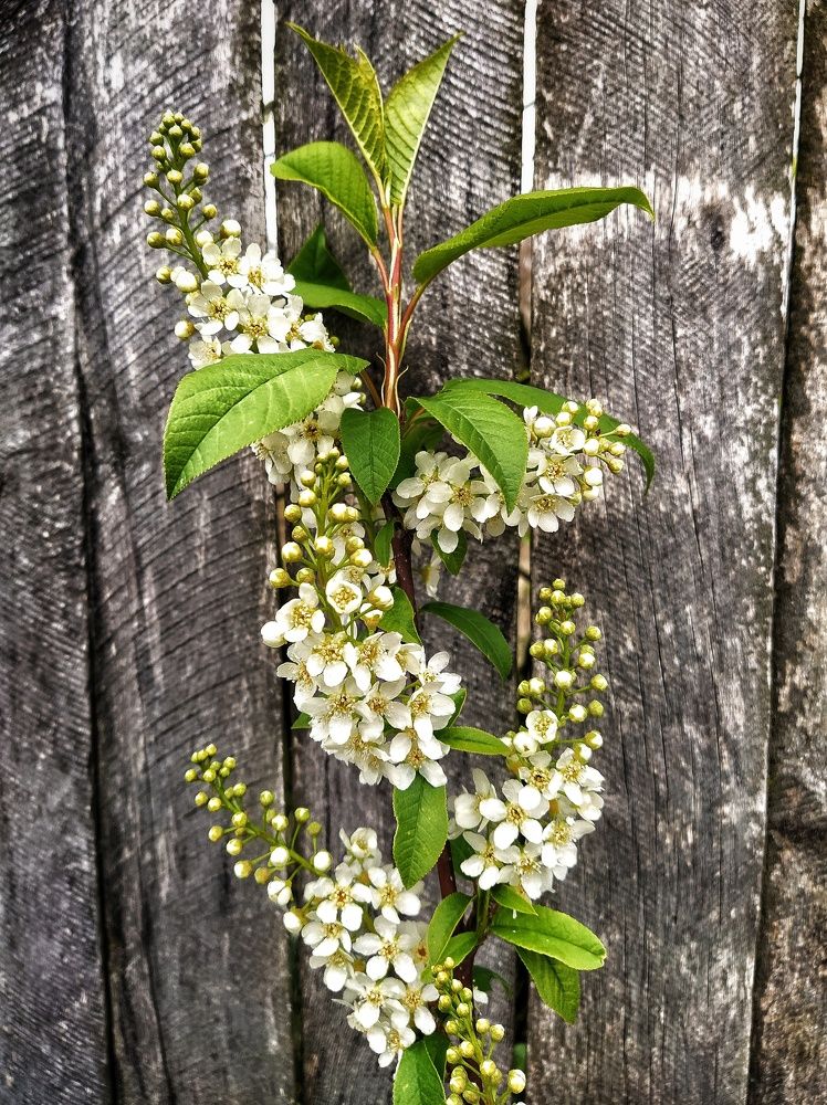 Фотография автора Анна
