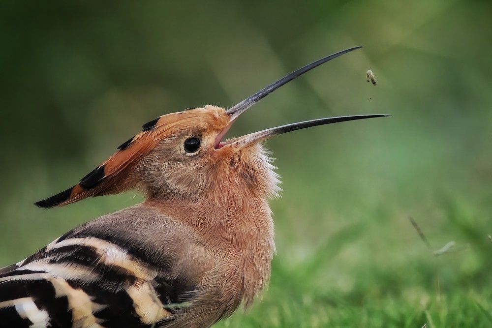 Photograph by Ahmed Waheed