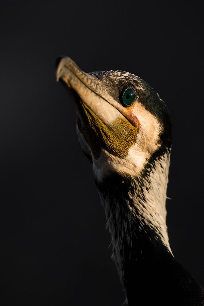 Фотография автора Ahmed Waheed